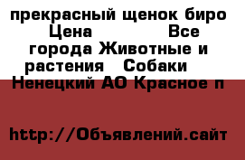 прекрасный щенок биро › Цена ­ 20 000 - Все города Животные и растения » Собаки   . Ненецкий АО,Красное п.